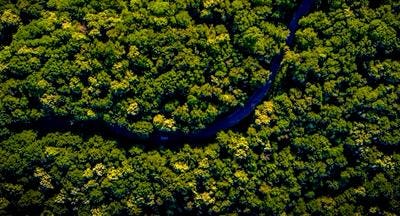 Saving Our Rainforests – The Business Case For Acting On Nature